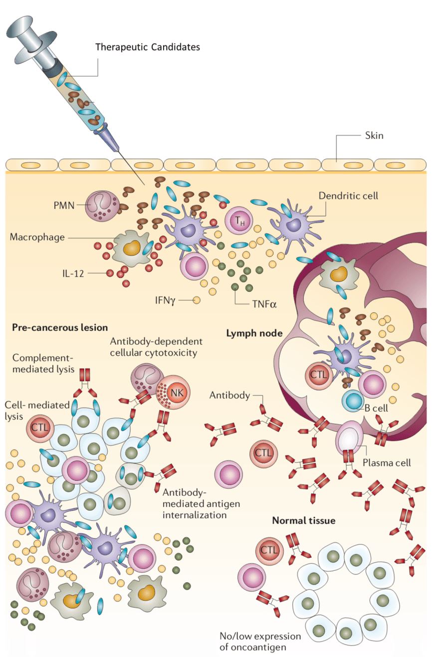 Diadigom of immuno reactions after therapeutic administration. (Lollini et al. 2006)